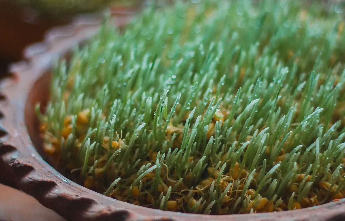 Young wheatgrass growing in a container for small-scale production training