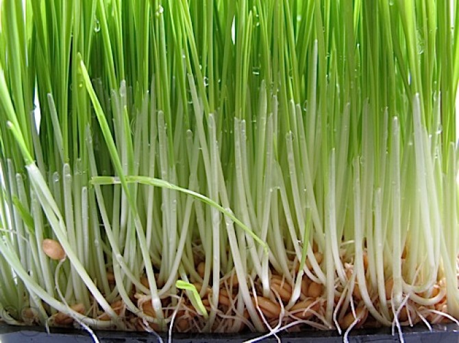  
            Wheatgrass is a food made from the Triticum aestivum plant. It’s

            regarded as a super potent health food with amazing benefits. It’s

            usually consumed as a fresh juice. Fresh wheatgrass juice is considered

            to be a living food. Wheatgrass is a natural source of vitamins and

            minerals.