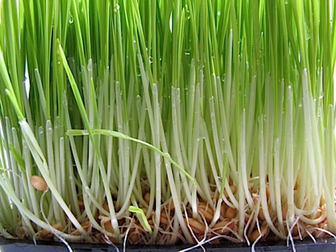  
            Wheatgrass is a food made from the Triticum aestivum plant. It’s

            regarded as a super potent health food with amazing benefits. It’s

            usually consumed as a fresh juice. Fresh wheatgrass juice is considered

            to be a living food. Wheatgrass is a natural source of vitamins and

            minerals.