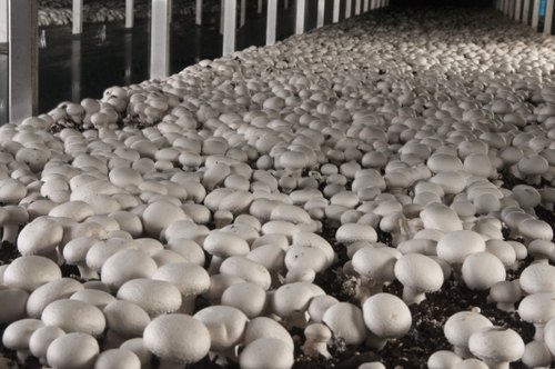 mushroom cultivation training